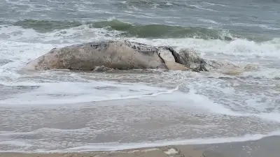 Nearly 30-foot dead humpback whale found beached in Long Beach Township