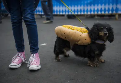 ‘Go, wiener, go!’ 5 places to see dachshund races in Colorado this fall