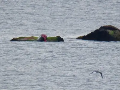 2 South Shore beaches closed after white shark-seal ‘interaction’