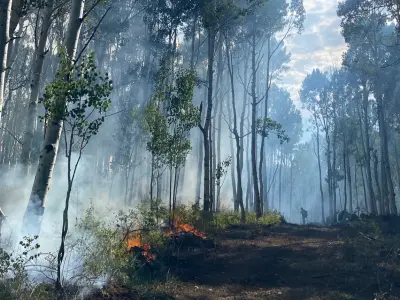 Colorado wildfires: Lee fire now fourth-largest in state history