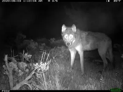 Colorado wolf re-released in Grand County after crossing into New Mexico