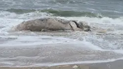 Nearly 30-foot dead humpback whale found beached in Long Beach Township