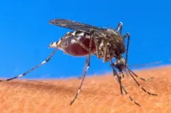West Nile Virus detected in mosquitoes trapped in Niwot