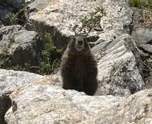Denver Zoo Conservation Alliance discovers adorable, fuzzy hitchhiker