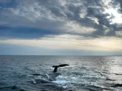 Canada to take steps to protect vanishing North Atlantic right whales from ships