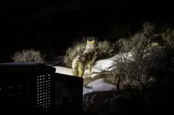 Causes of death in 2 Colorado gray wolves released