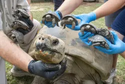 Mommy, the zoo's nearly 100-year-old Galapagos tortoise, now has 16 babies