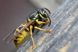 Do worker wasps die when temperatures drops below 50 degrees Fahrenheit?
