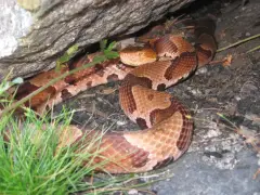 Report of rare venomous snake in Mass. city likely ‘a case of misidentification,’ state officials say