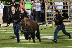 Here’s the nickname given to Colorado’s Ralphie VII