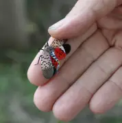 While spotted lanternflies are sparse in Philly, an insect expert predicts a resurgence