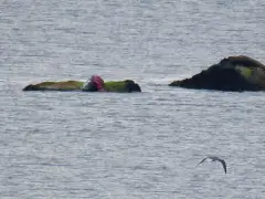 2 South Shore beaches closed after white shark-seal ‘interaction’