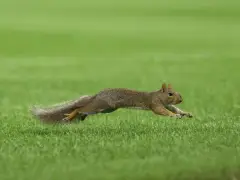What Red Sox, Yankees said of squirrel who took over Friday’s game