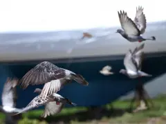 What to know about the dead pigeons at the MBTA’s JFK/UMass station