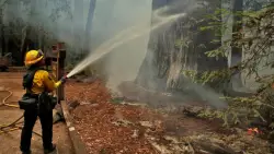 Firefighting foams contain toxic PFAS. Could soybeans be the answer?